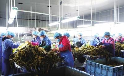大產業·大帶動·大脫貧 農產品驅動的鄉村振興路徑